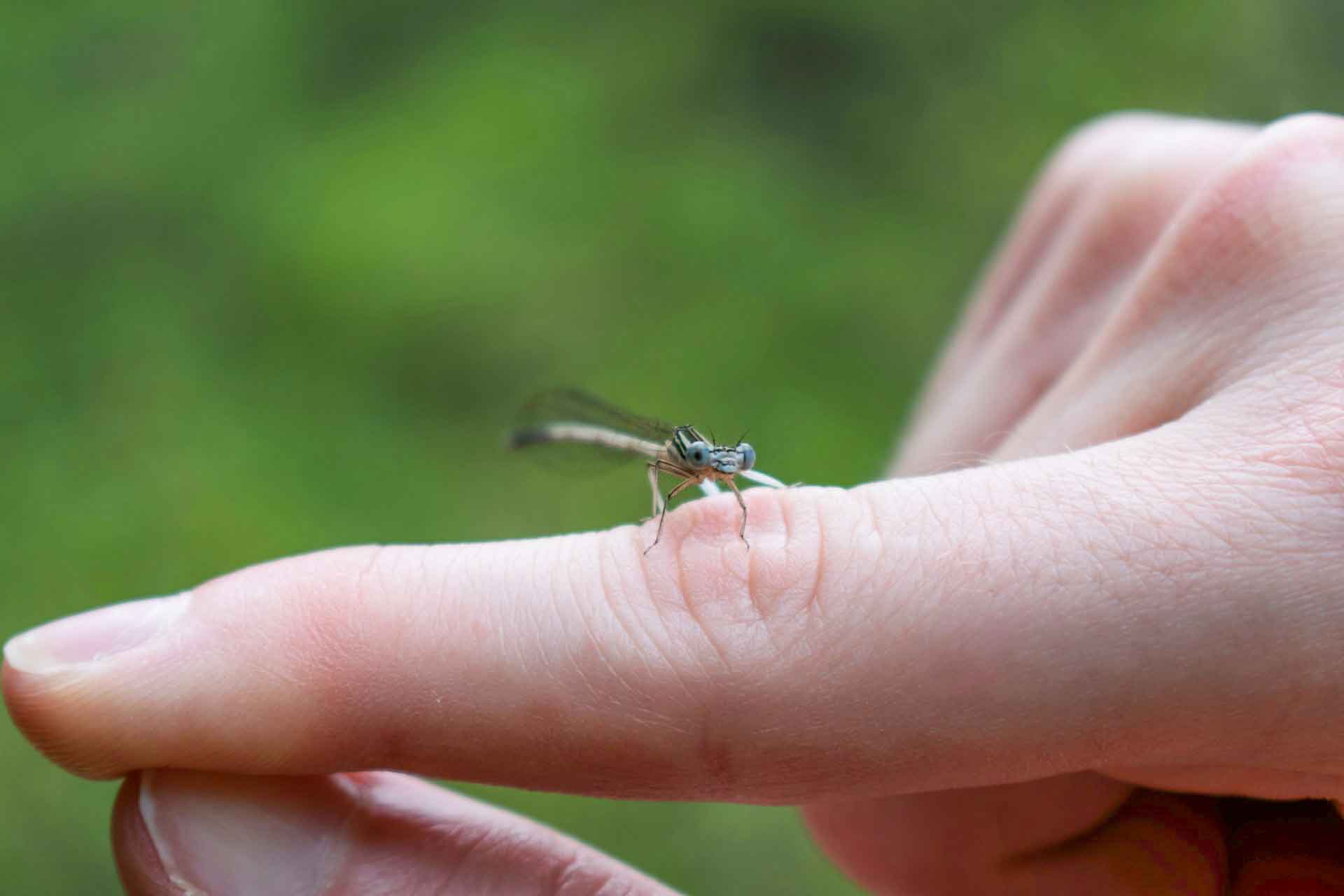 Έντομο σε δάχτυλο
