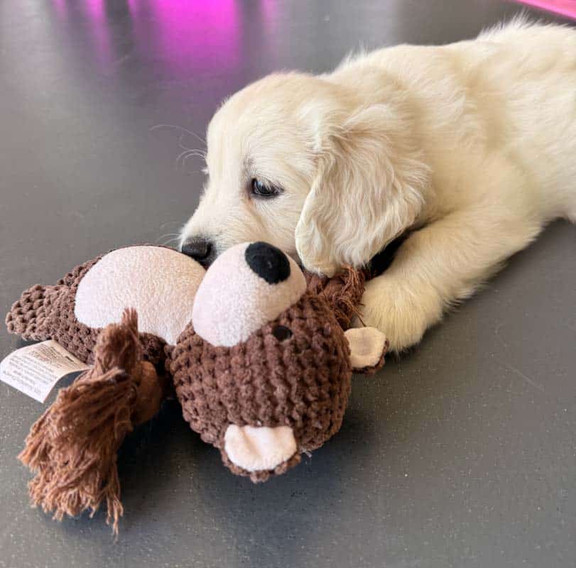 Κουτάβι σε μάθημα puppy yoga της Γεωργίας Φουρλακίδου