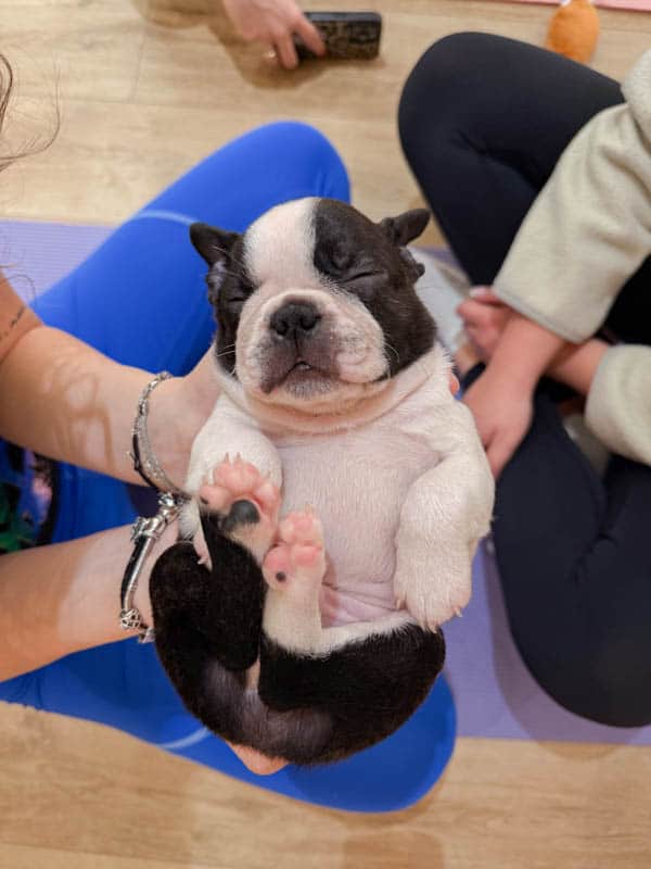 Μαθήτριες κρατούν κουτάβι σε μάθημα puppy yoga puppy pulse στη Θεσσαλονίκη