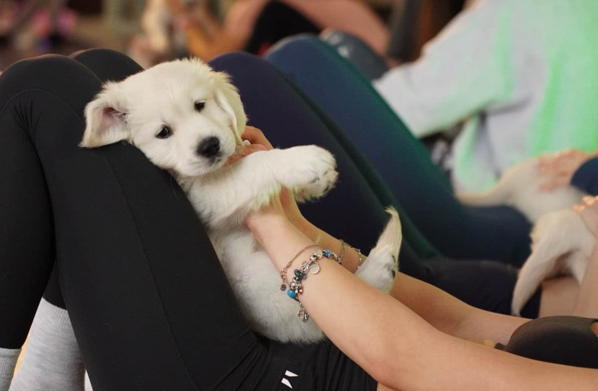 Διοργάνωση puppy yoga, κουτάβι στα πόδια μαθητή